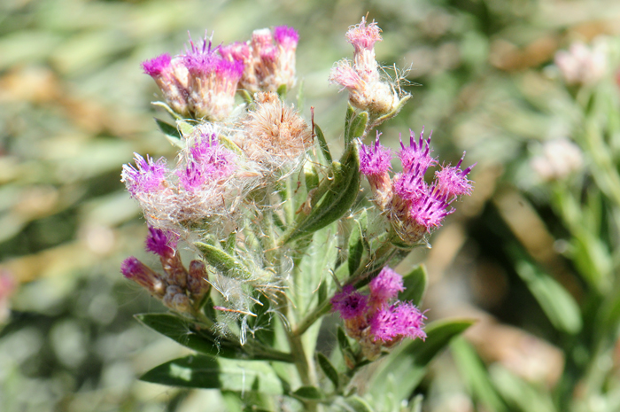 Arrowweed may be a shrub or small tree, the plants are erect and the stems straight, leafy and slender. The plant profile is willow-like; rhizomatous roots; plants with a mild fragrance. Pluchea sericea